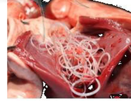 Heartworms recovered from a dog's heart